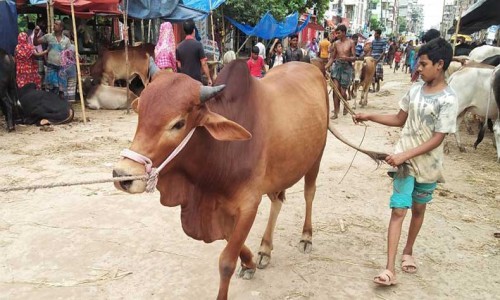 The role of sacrifice in social formation