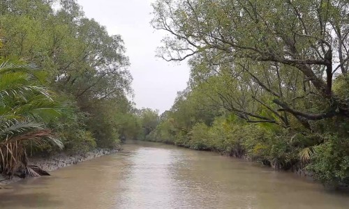Sundarbans Closed for Three Months to Restore Life and Biodiversity